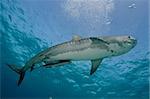 A Tiger Shark swimming by, Bahamas, 2008