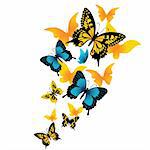 The butterfly on a white background. Vector