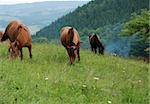 horses pasture in mountain green field