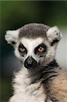 nice head of lemur monkey from the Prague ZOO