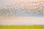 Thousands of snow geese airborne