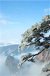 Pine trees with sea of clouds as background in World Heritage Site - Yellow Mountain (Huangshan), China