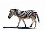 Zebra (Equus quagga). Isolated of profile zebra walking in the white background
