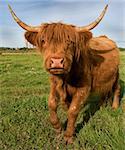 Galloping cow of the "Scottish Highland" breed.