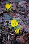 Winter aconite or Wolf's Bane