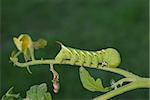 tomato worm or caterpillar