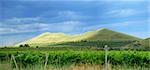 vineyard landscape