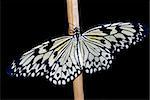 White tropical butterfly sitting on a wooden stick is isolated on black