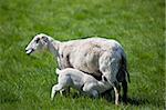 A lamb drink milk from it's mother in a grass meadow