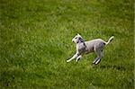 A young lamb running and jumping in a green field.