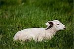 A happy lamb laying in a pasture of grass