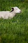 A happy smiling lamb in a bed of green grass