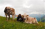 Group of alpine cows looking at camera. Austrian Alps