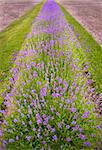 Flower bed with lavender in diminishing perspective