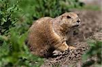 Prarie dog looking out of its shelter. These animals native to the grasslands of North America
