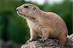 Prarie dog sitting on the ground and looking around. These animals native to the grasslands of North America