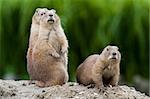 Group of prarie dogs looking around. These animals native to the grasslands of North America