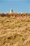 Livestock grazing on open moorland in the Brecon Beacons, Wales.