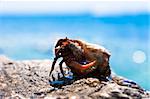 Hermit crab going out from seashell with ocean in the background