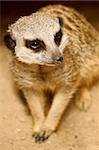 Slender-tailed Meercat in Polish Zoo