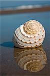 Nice pale seashell lying on a beach with nice blue sky and water