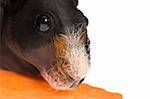 skinny guinea pig with carrot on white background