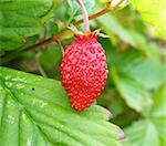 detail of a nice strawberry in the garden