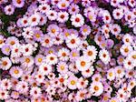 nice flower background - a lot of purple flowers