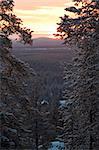 Winter forest / twilight / Finland