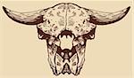 Hand drawn image of a bison skull.