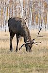 Deer eating grass