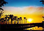 The silhouettes of palms on beautiful sunset background