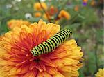 Swallowtail caterpillar on orange chrysanthemum flower