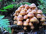 Mushrooms growing on a mossy forest log