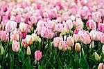 Endless field of pink to white speckled tulip flowers