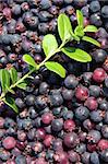 Berries and twigs of blueberry. Close-up