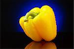 Yellow sweet pepper with water drops on  dark blue background