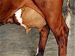The full udder on a Shorthorn milking cow
