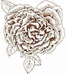 Blossomed flower (rose) with leaves in a hand drawn style.