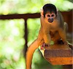 Cute squirrel monkey (Saimiri) at monkey world in South Africa