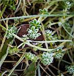 Close up of rime frost on green leaves