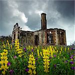 Wild flowers blowing in the breeze and old ruins