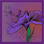 Beautiful purple iris with framed background.