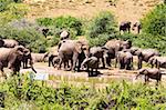 the flock of elephants in South Africa