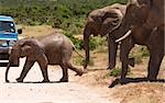 the elephants are crossing the path. South Africa