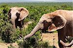 two elephants in savanna of South Africa