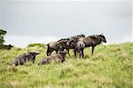 the flock of antelopes gnu in South Africa