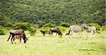 the flock of antelopes gnu and zebras