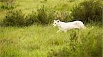 rare white lion in savanna. South Africa