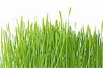 Close up of the green grass on white background